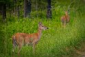 102 Glacier NP